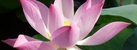 infertility-acupuncture infertility-acupuncture