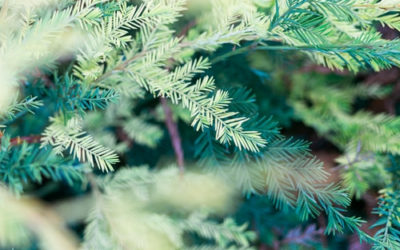 COVID-19 testing avaliable in Bondi Beach now!