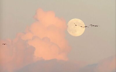 The Aquarius Full Moon 3rd-4th August By Ross