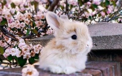 Easter Holiday Dates