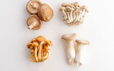 Medicinal Mushrooms