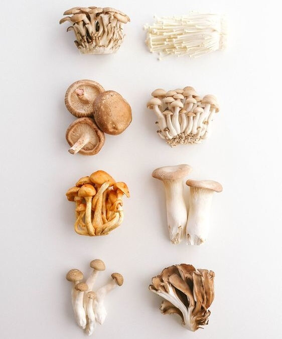 Medicinal Mushrooms