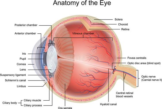 vision 4